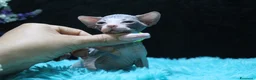 Sphynx gatti in vendita: Cuccioli di sphynx disponibile  a Città metropolitana di Milano - Annuncio 7