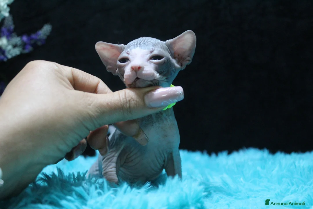 Sphynx gatti in vendita: Cuccioli di sphynx disponibile  a Città metropolitana di Milano - Annuncio 7