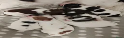 Chihuahua cani in vendita: Cuccioli di chihuahua  - Annuncio 2