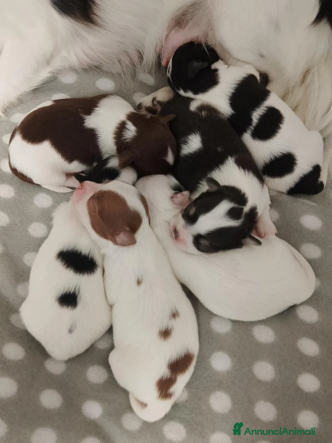 Chihuahua cani in vendita: Cuccioli di chihuahua  - Annuncio 2