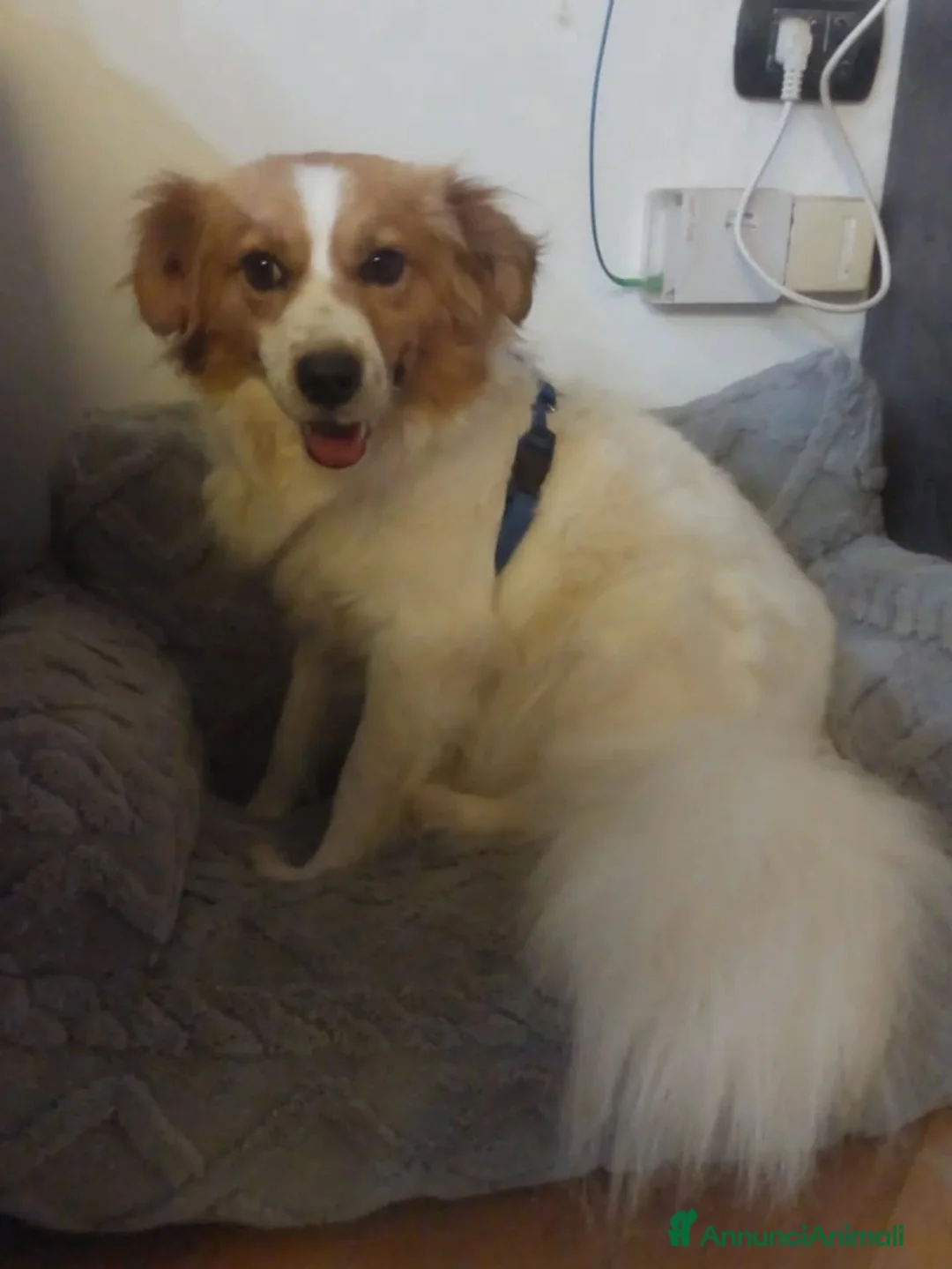 Meticcio cani in regalo: GEMMA cagnolina taglia medio piccola in adozione - Annuncio 2