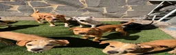 American Staffordshire cani in vendita: American Staffordshire terrier - Annuncio 5
