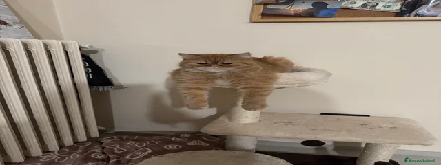 Penelope 