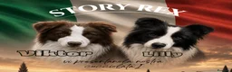 Border Collie cani in vendita: Cuccioli Border Collie da expo a Provincia di Ravenna - Annuncio 1