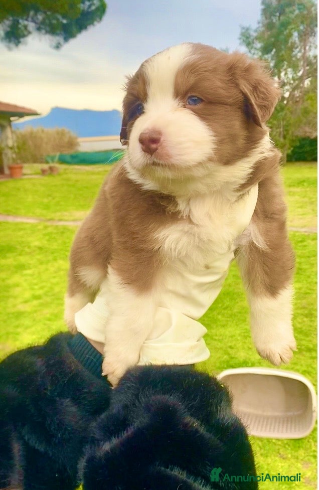 Australian Shepherd cani Australian Shepherd pastore australiano cuccioli - Annuncio 2