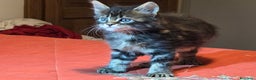 Maine Coon gatti in vendita: Vendo Cuccioli di Maine Coon - Annuncio 25