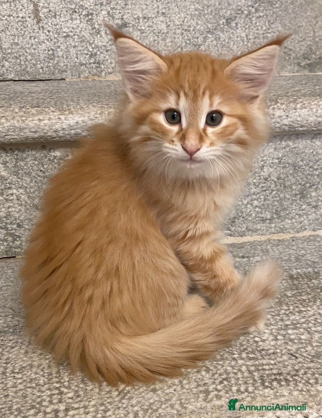 Norvegese gatti in vendita: CUCCIOLI GATTO NORVEGESE DELLE FORESTE - Annuncio 4