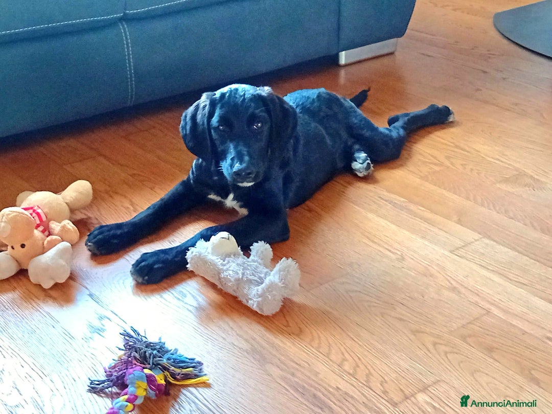 Meticcio cani in regalo: Giusy, cucciolona dolcissima e affettuosissima a Provincia di Modena - Immagine 5