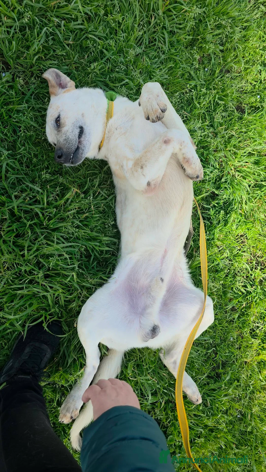 Meticcio cani in regalo: Twix, abbandonato in pensione - Annuncio 12