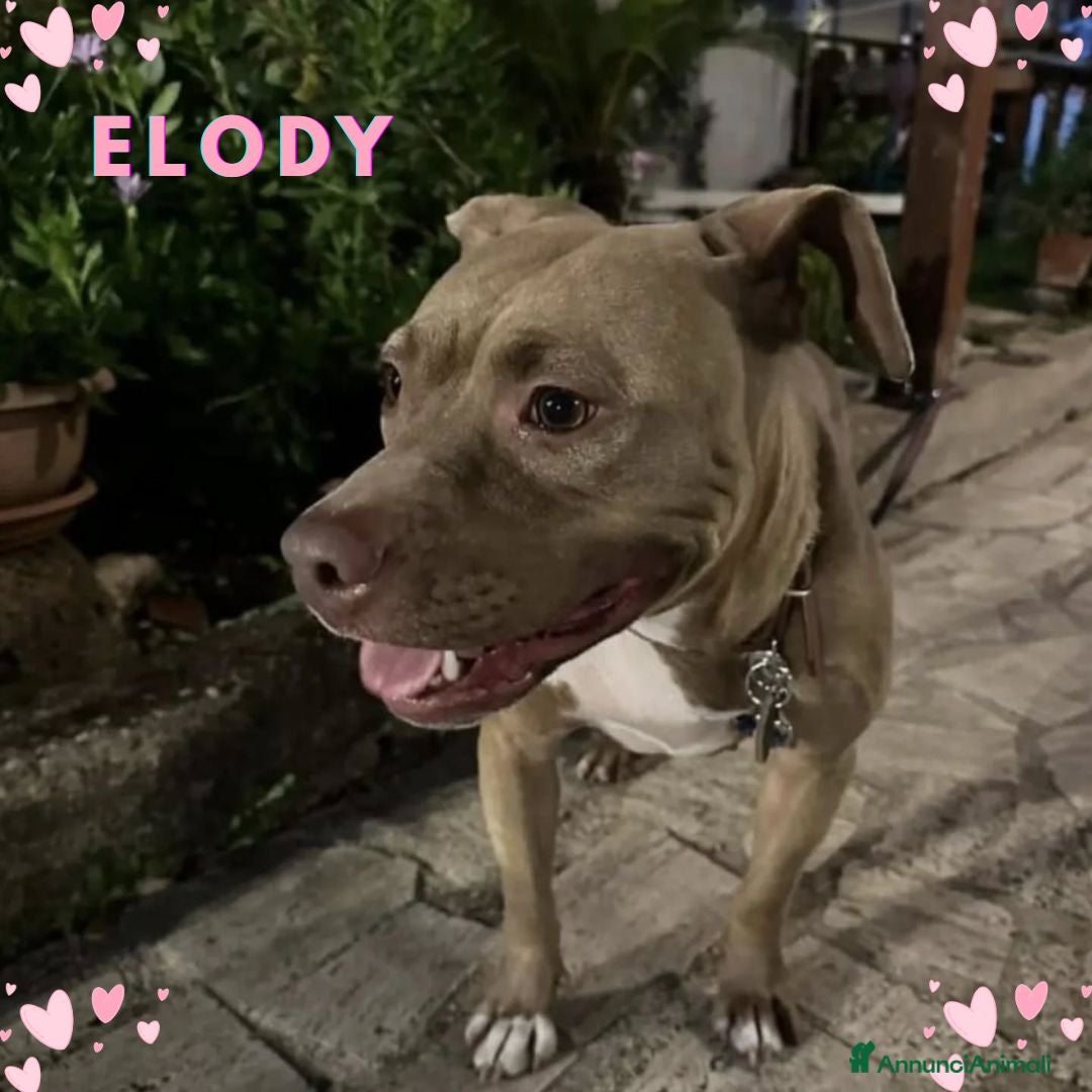 Altre razze cani ELODY dolce cagnolina 2 anni cerca casa - Annuncio 2