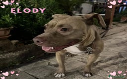 Altre razze cani in regalo: ELODY dolce cagnolina 2 anni cerca casa - Immagine 1