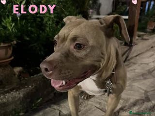 Altre razze cani ELODY dolce cagnolina 2 anni cerca casa - Annuncio 4