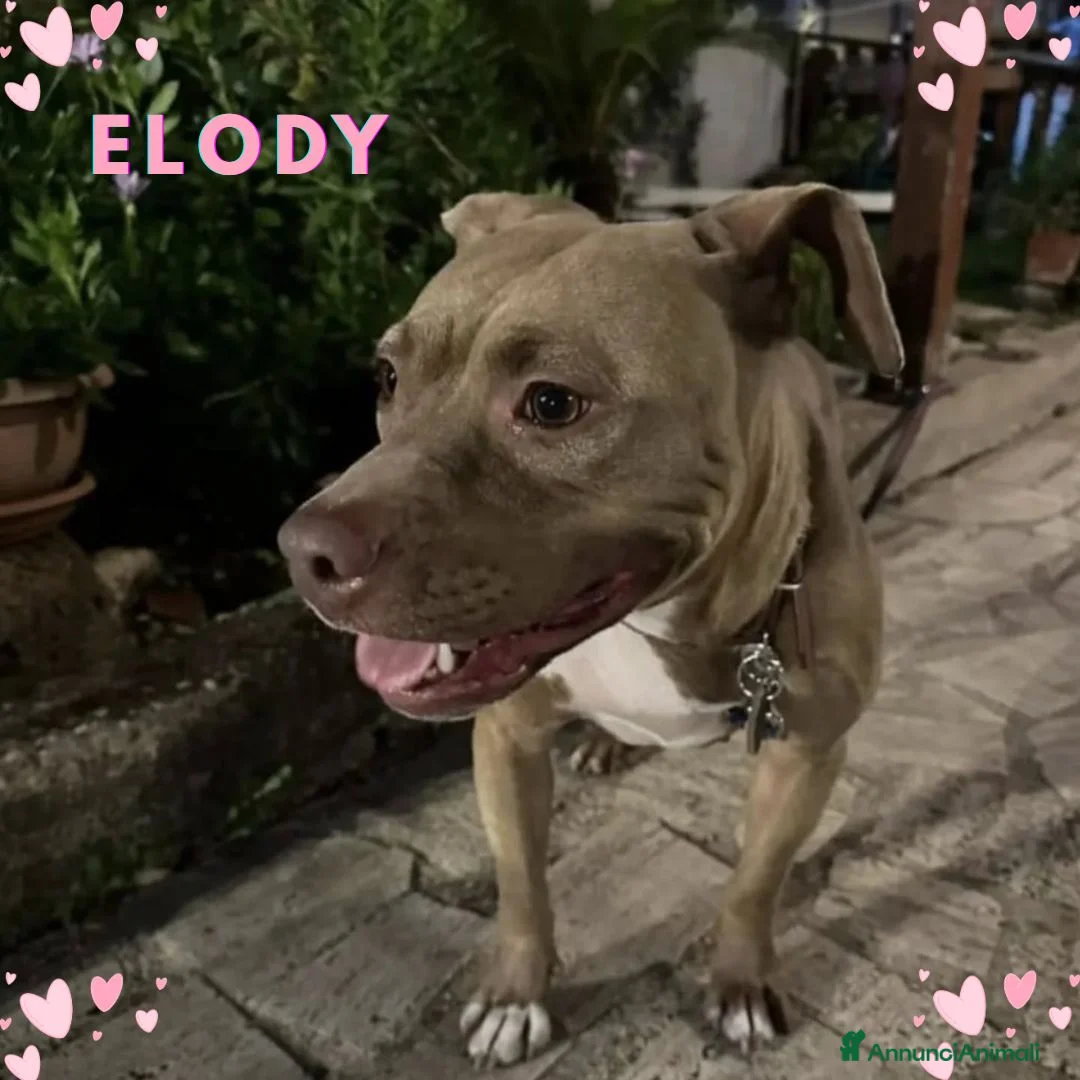 Altre razze cani in regalo: ELODY dolce cagnolina 2 anni cerca casa - Annuncio 1
