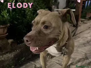 Altre razze cani ELODY dolce cagnolina 2 anni cerca casa - Annuncio 16