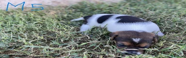 Jack Russell 5