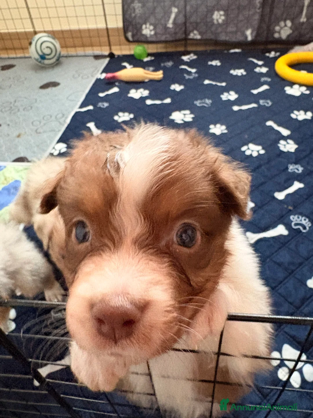 Australian Shepherd cani in vendita: Ultimo cucciolo - Annuncio 6
