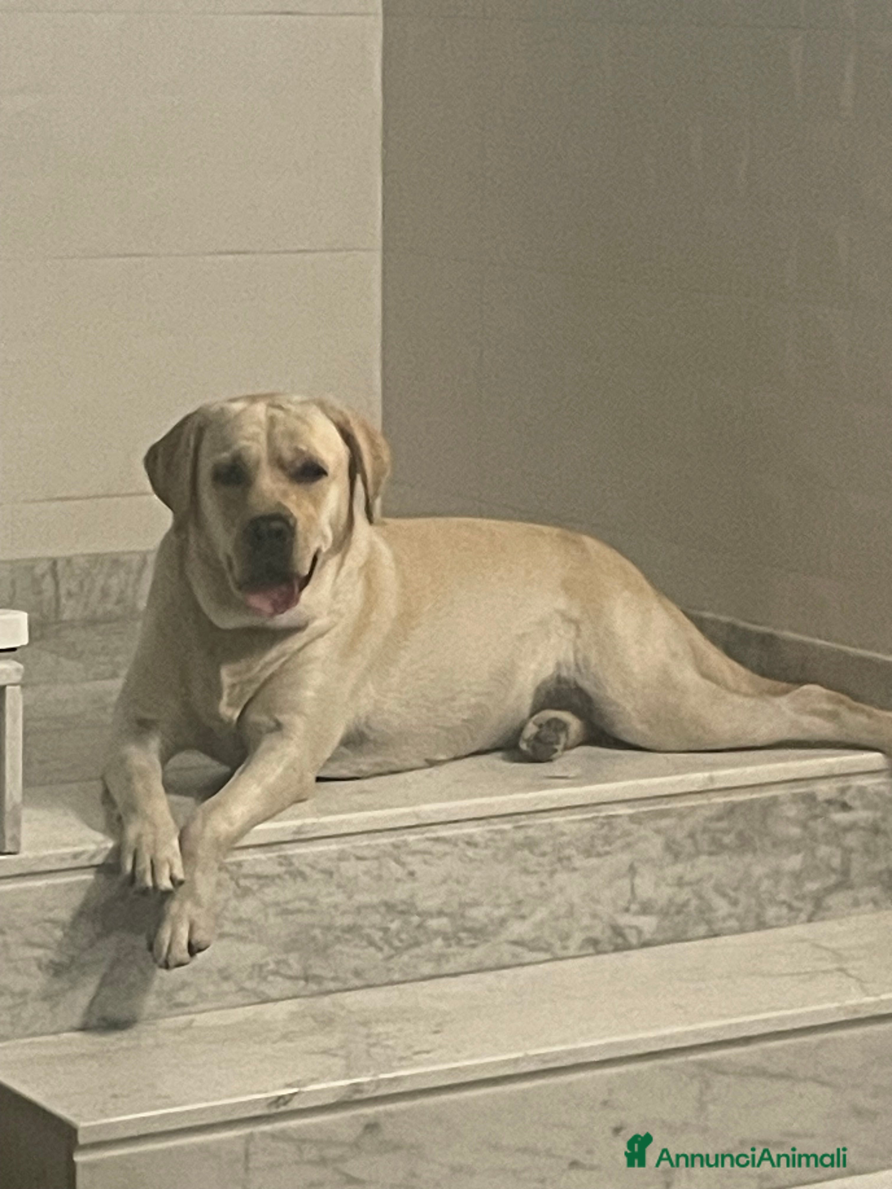 Labrador cani Cuccioli di Labrador  - Annuncio 3