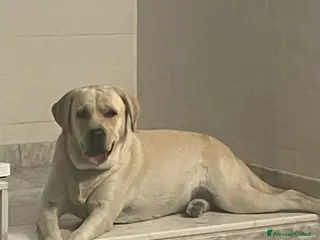 Labrador cani Cuccioli di Labrador - Annuncio 3