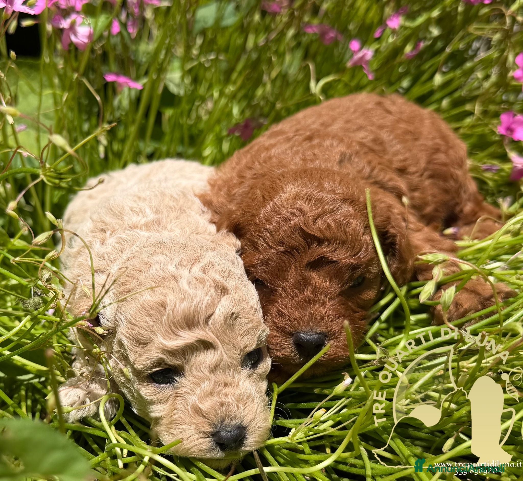 Barboncino Toy cani in vendita: Barboncino Toy Allevamento Professionale - Annuncio 3
