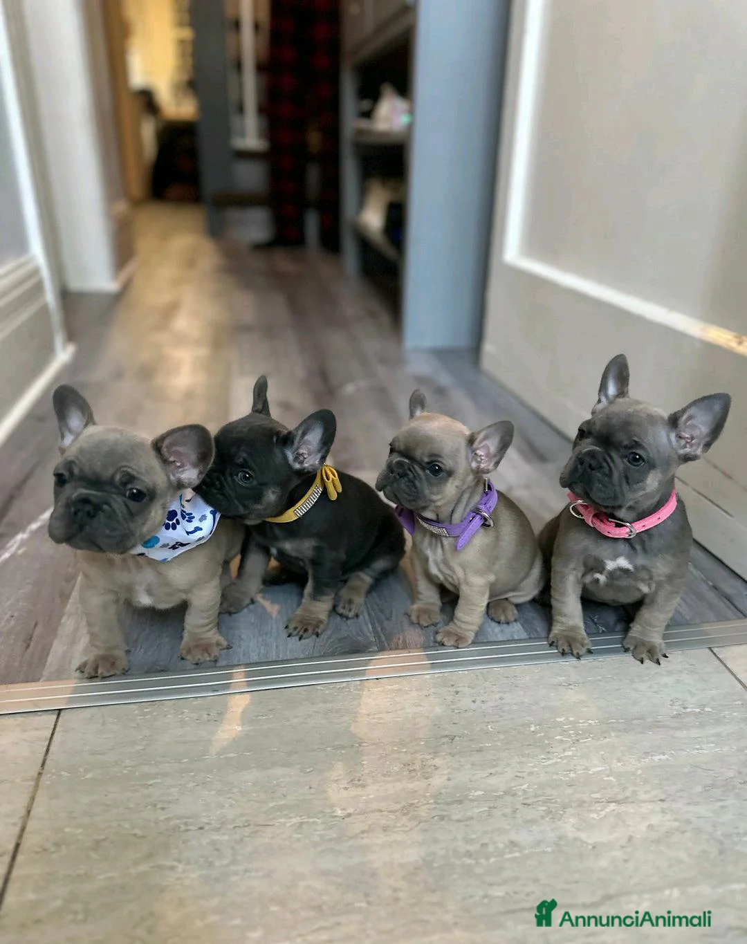 Bulldog Francese cani in vendita: Cuccioli di bulldog francese di 11 settimane a Città metropolitana di Roma Capitale - Annuncio 3