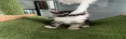Maine Coon gatti in vendita: cucciola di maine Coon femmina  - Annuncio 6