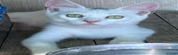 Europeo gatti in regalo: Gattina bianca 3 mesi - Annuncio 2