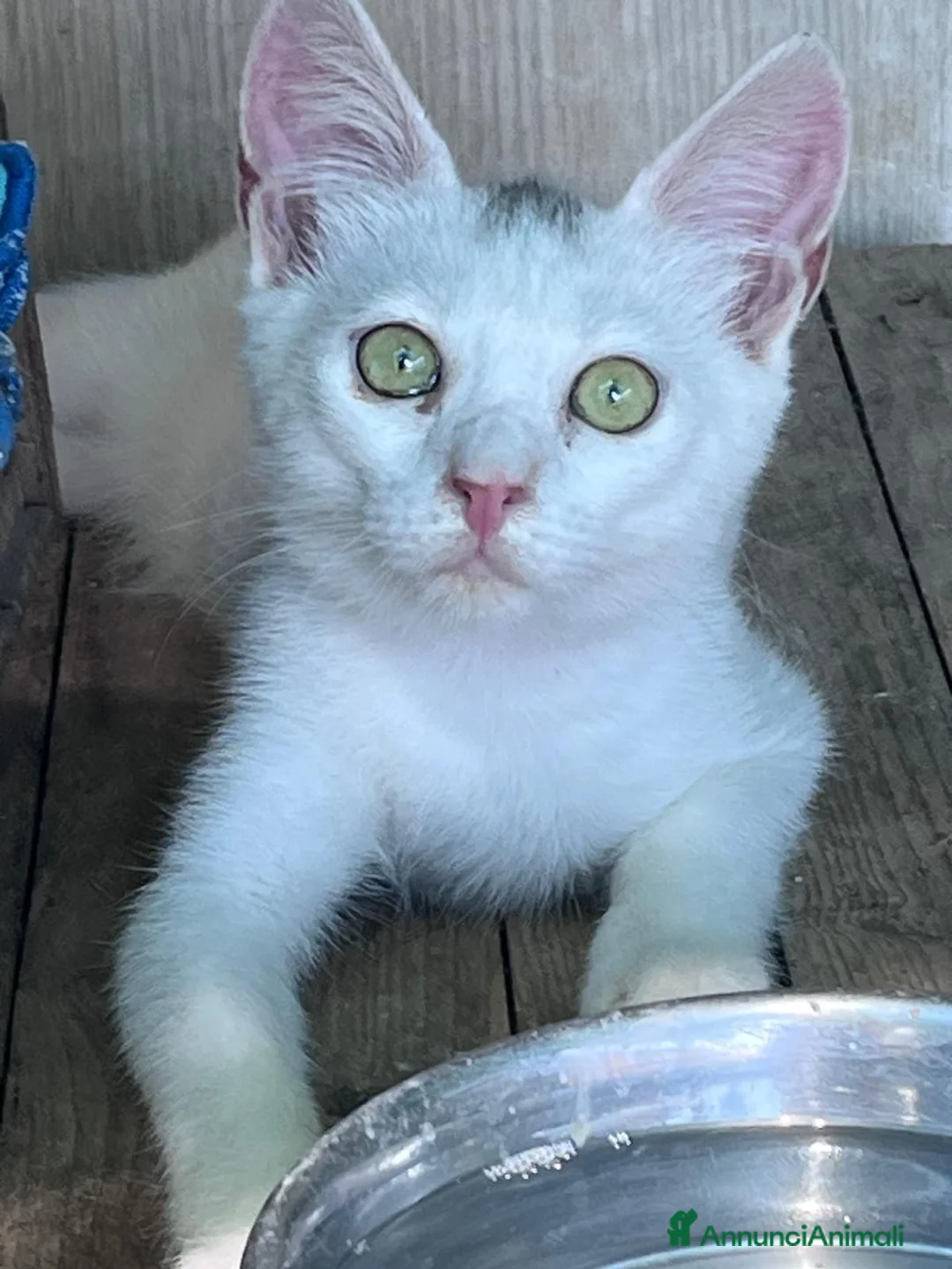 Europeo gatti in regalo: Gattina bianca 3 mesi - Annuncio 2