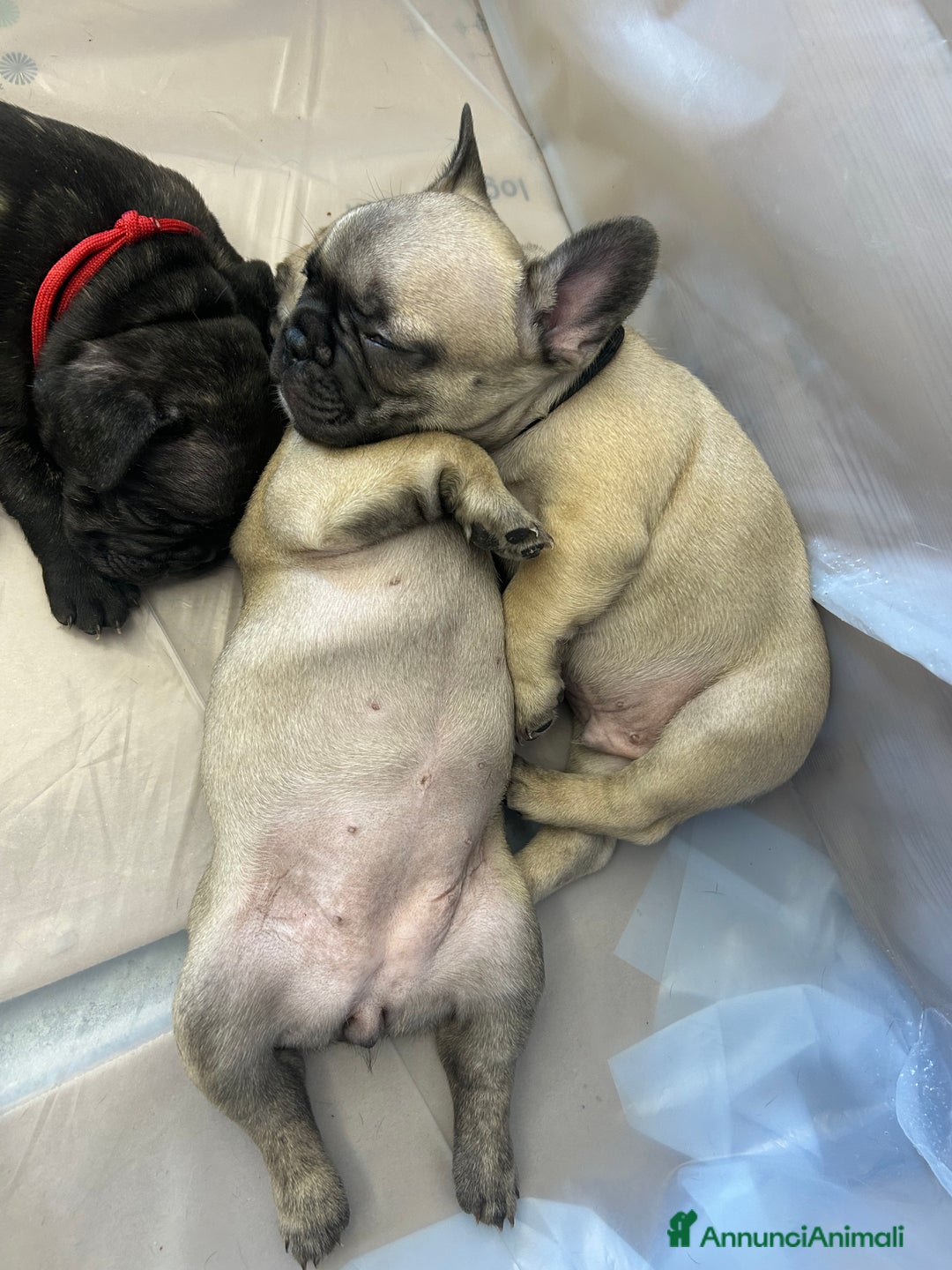 Bulldog Francese cani in vendita: Cuccioli di bulldog francese ❤️ - Annuncio 4