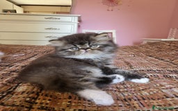 Persiano gatti in vendita: Gattini persiani a Provincia di Padova - Immagine 13