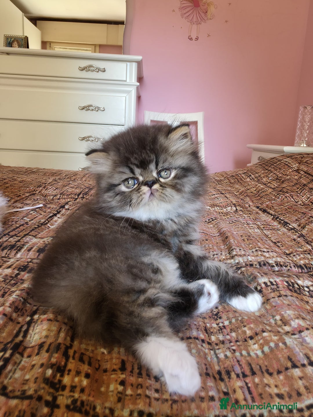 Persiano gatti in vendita: Gattini persiani a Provincia di Padova - Immagine 13