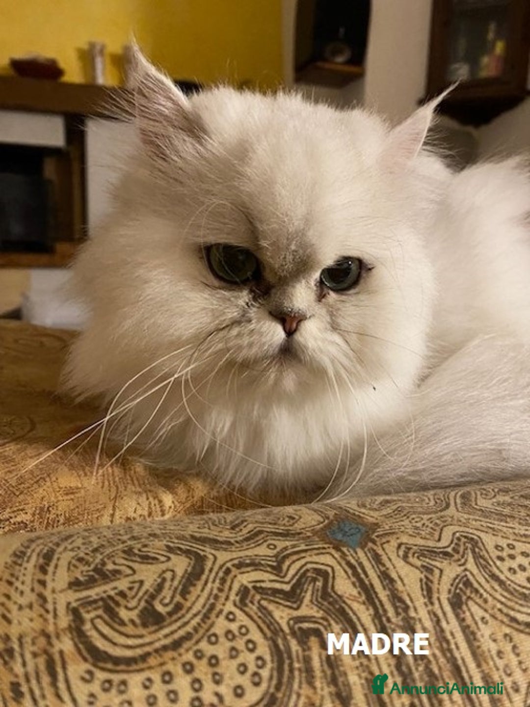 Persiano gatti in vendita: Gattine di due mesi di pura razza persiana a Provincia di Verona - Immagine 3