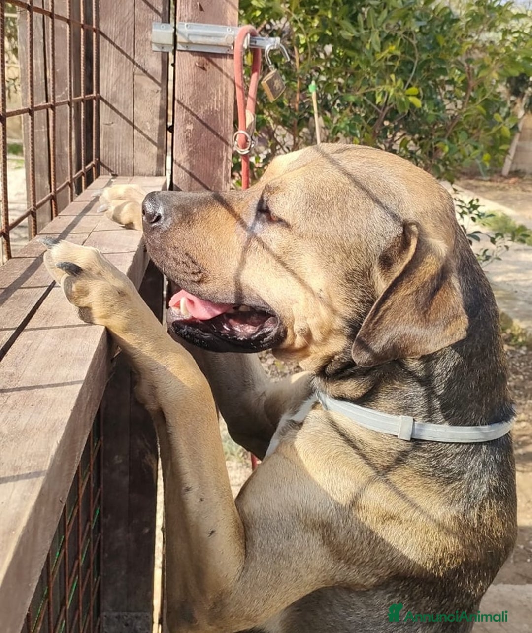 Meticcio cani in regalo: Bellissimo e dolcissimo Bobby - Annuncio 7