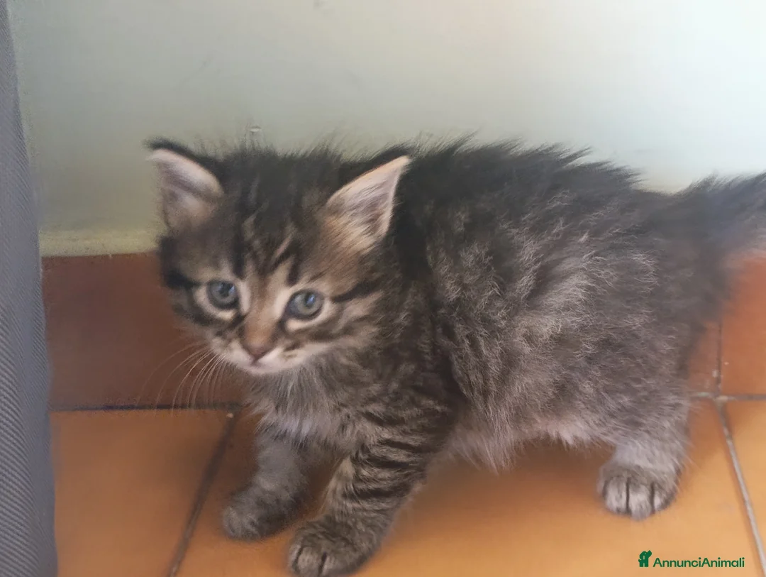 Altre razze gatti in regalo: Cedo cuccioli gratuiti a Provincia di Vibo Valentia - Annuncio 5