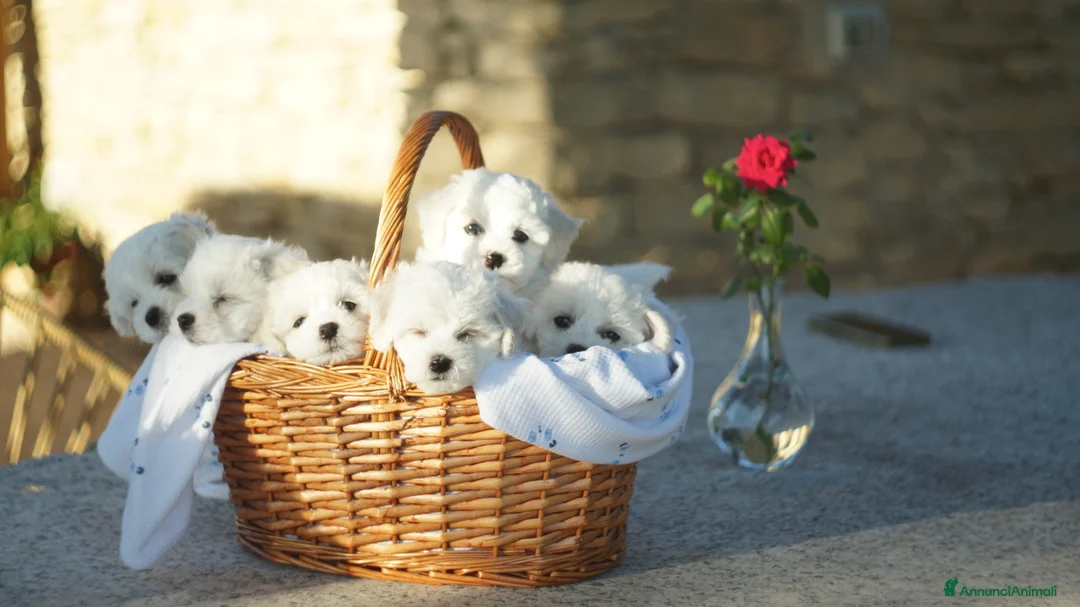 Bichon cani in vendita: Bichon Frise a Provincia del Sud Sardegna - Annuncio 12