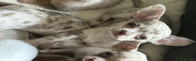 Chihuahua Cucciolo 4