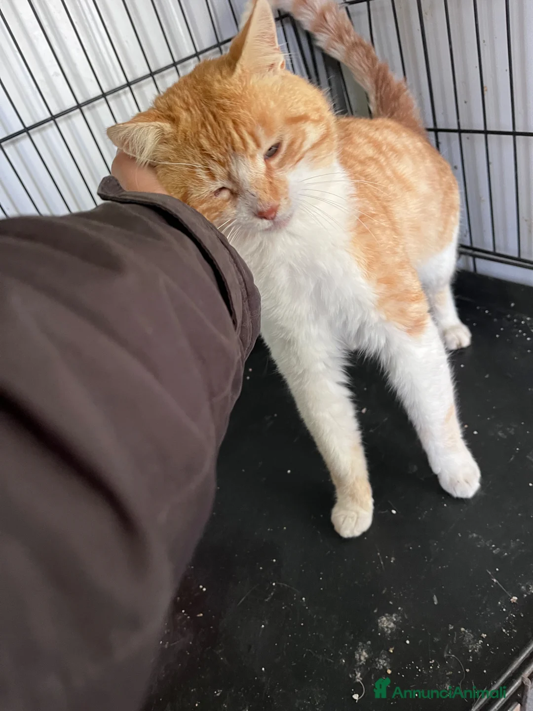 Europeo gatti in regalo: Mango un gattino in cerca di famiglia  - Annuncio 11