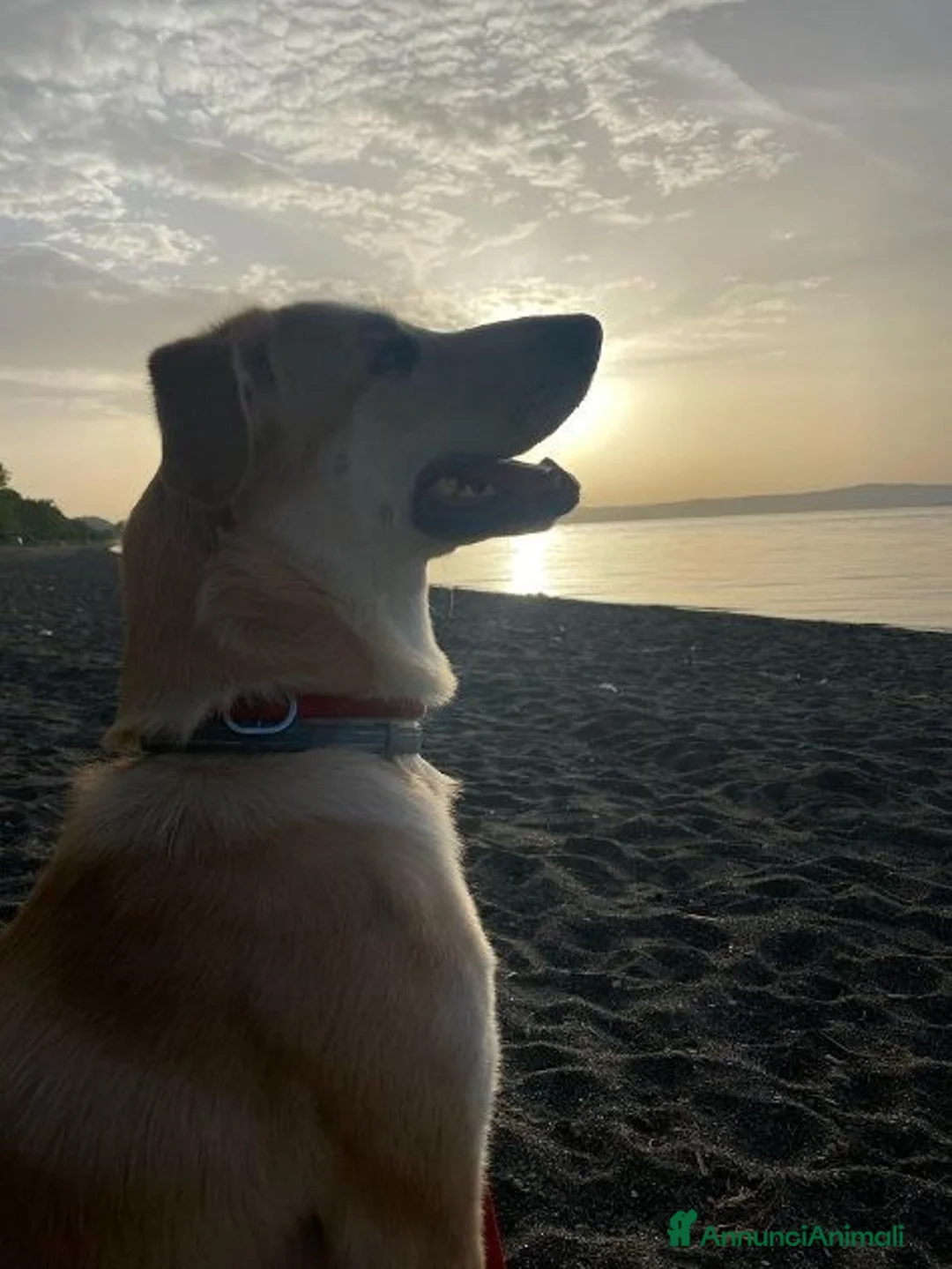 Meticcio cani in regalo: RAILY brava ed affettuosa - Annuncio 3