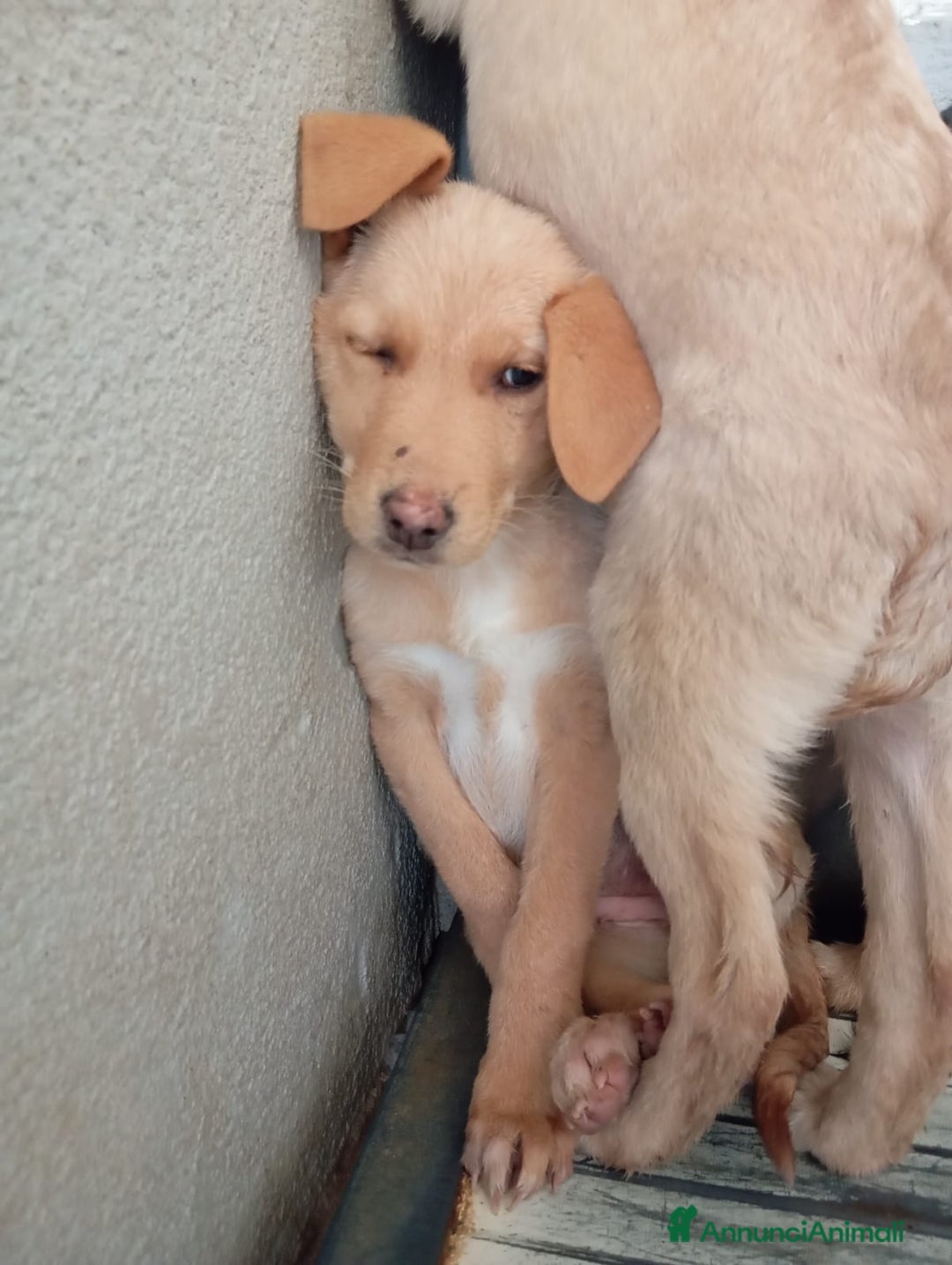 Meticcio cani in regalo: Caramel, taglia media!  - Annuncio 5