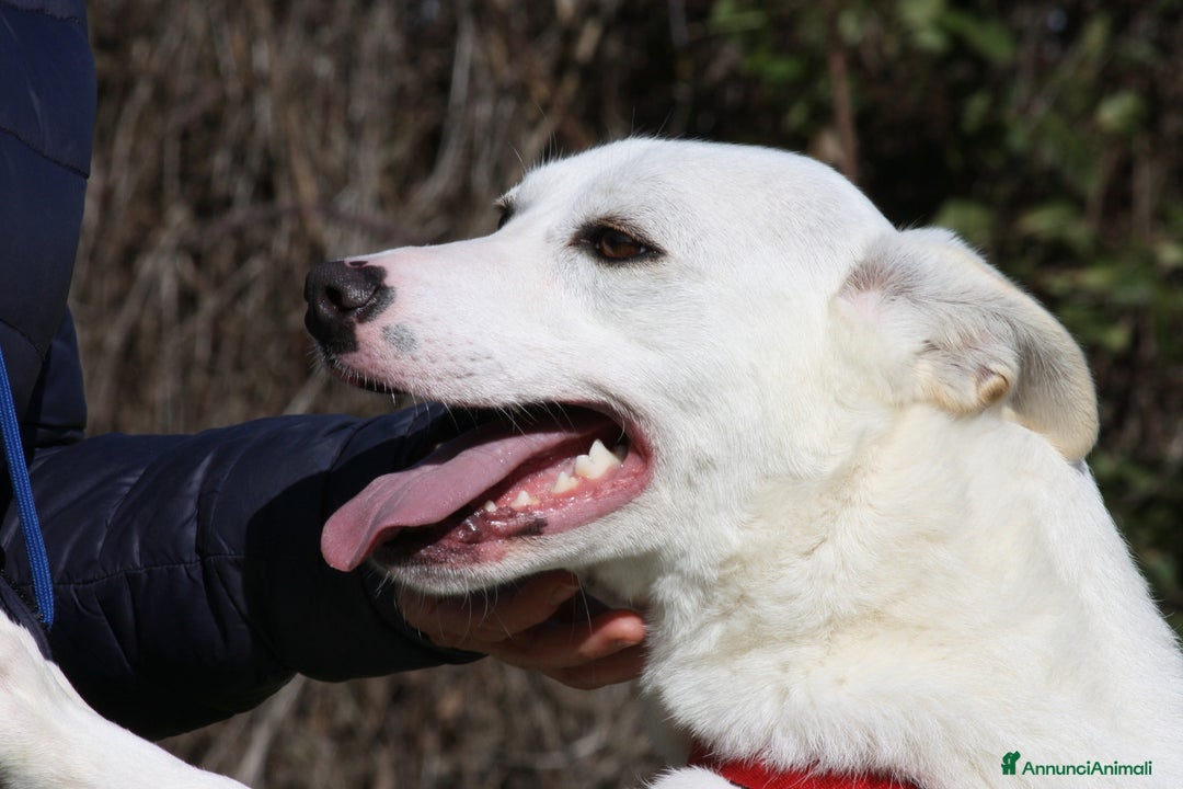 Altre razze cani in regalo: Tracy in adozione - Annuncio 5