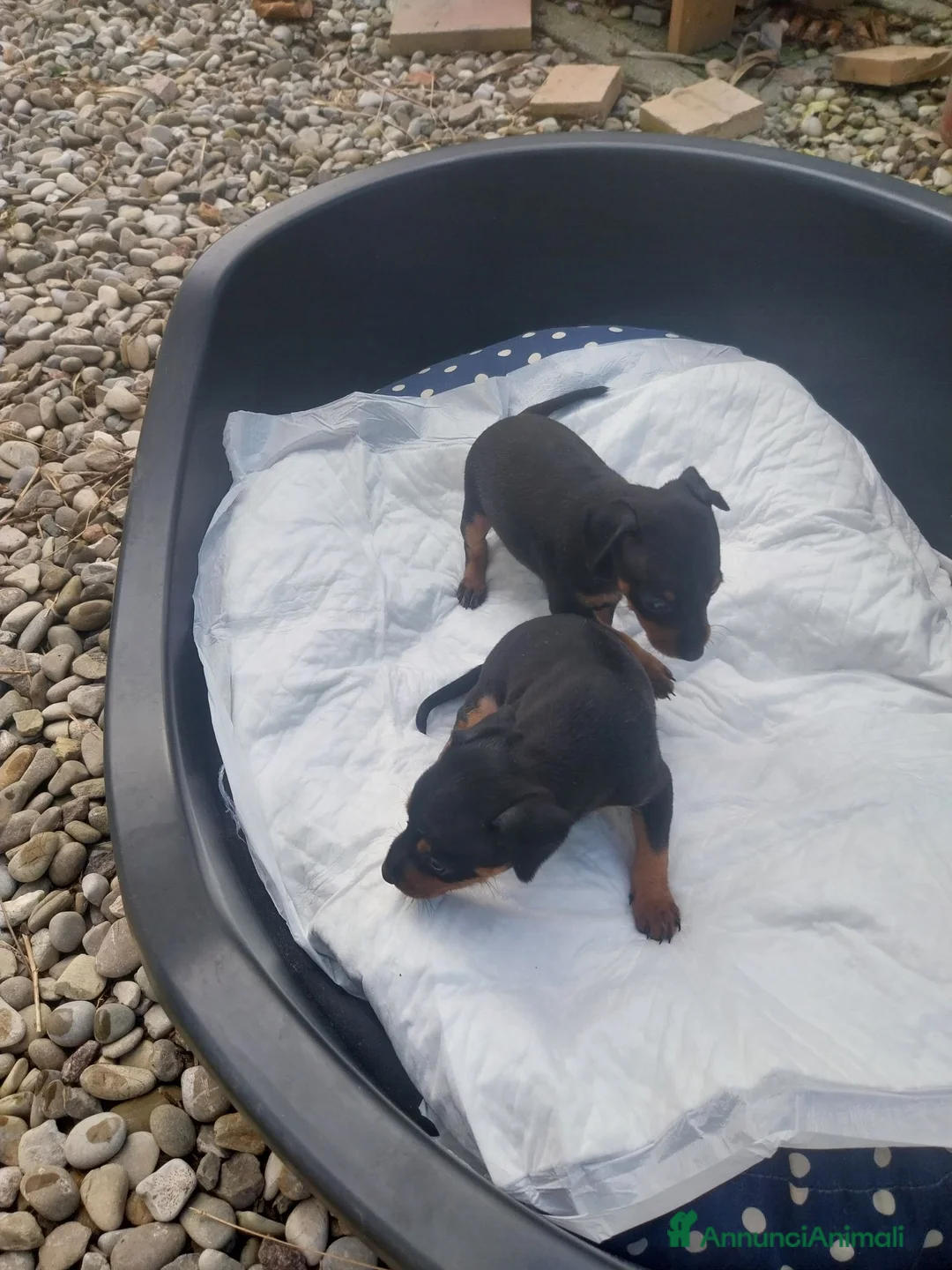 Pinscher Miniatura cani in vendita: Pinscher nani  - Annuncio 1