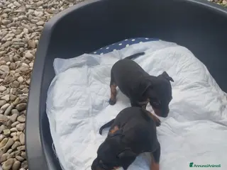 Pinscher Miniatura cani Pinscher nani - Annuncio 3