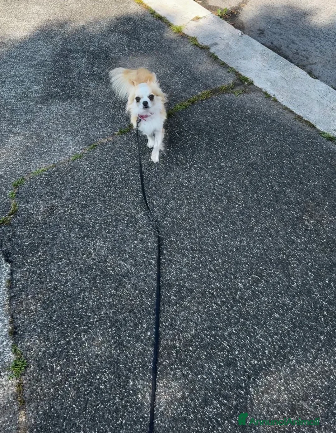 Chihuahua cani in vendita: Chihuahua  - Annuncio 1