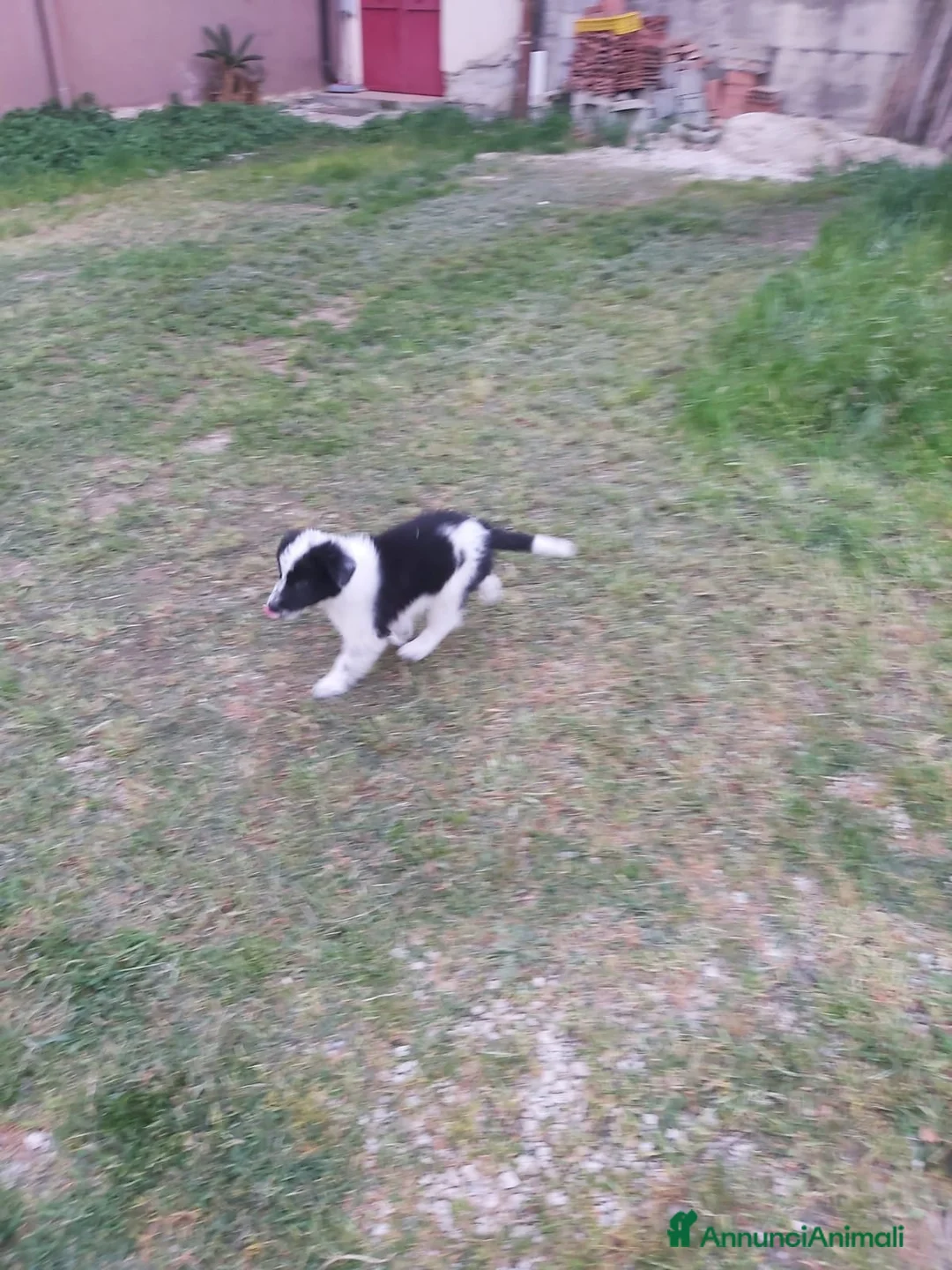 Border Collie cani in vendita: Cuccioli border collie  - Annuncio 2