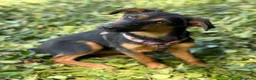 Pastore Tedesco cani in regalo: DAISY, cucciola mix PASTORINA super coccolona! - Annuncio 6