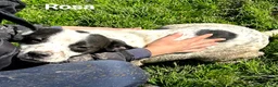 Meticcio cani in regalo: Rosa-Regina-Roberta - Annuncio 6