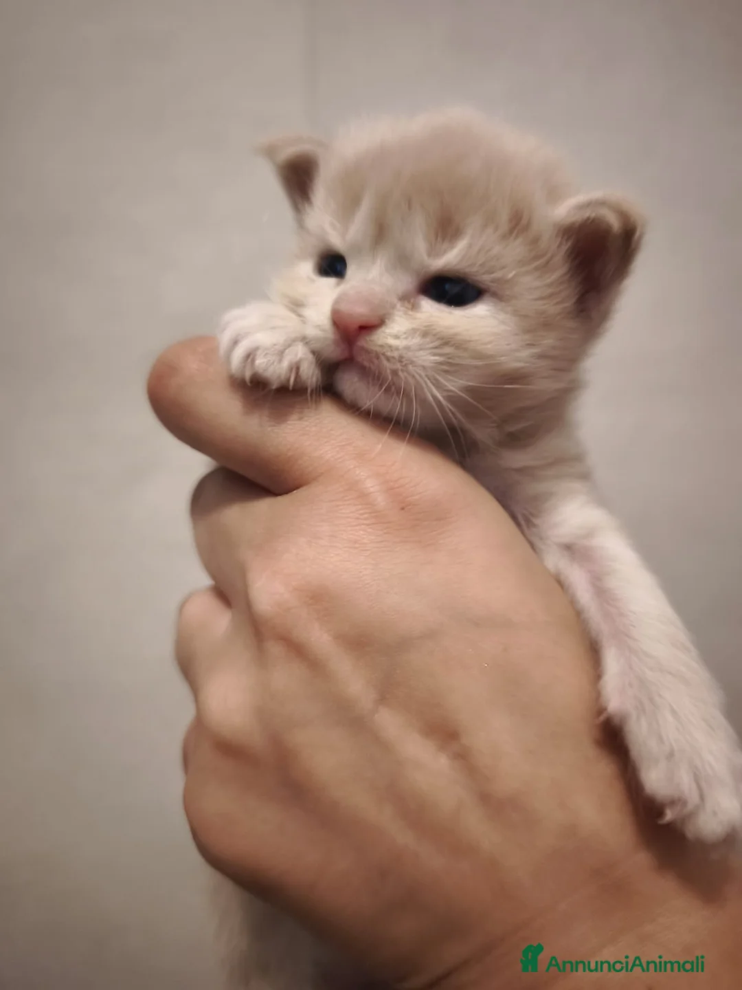 Maine Coon gatti in vendita: Cuccioli di Maine Coon(Allevamento Meriggio d'Oro) a Provincia di Cremona - Annuncio 12