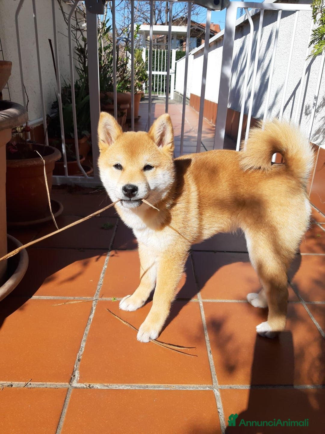 Immagine della galleria {{count}}