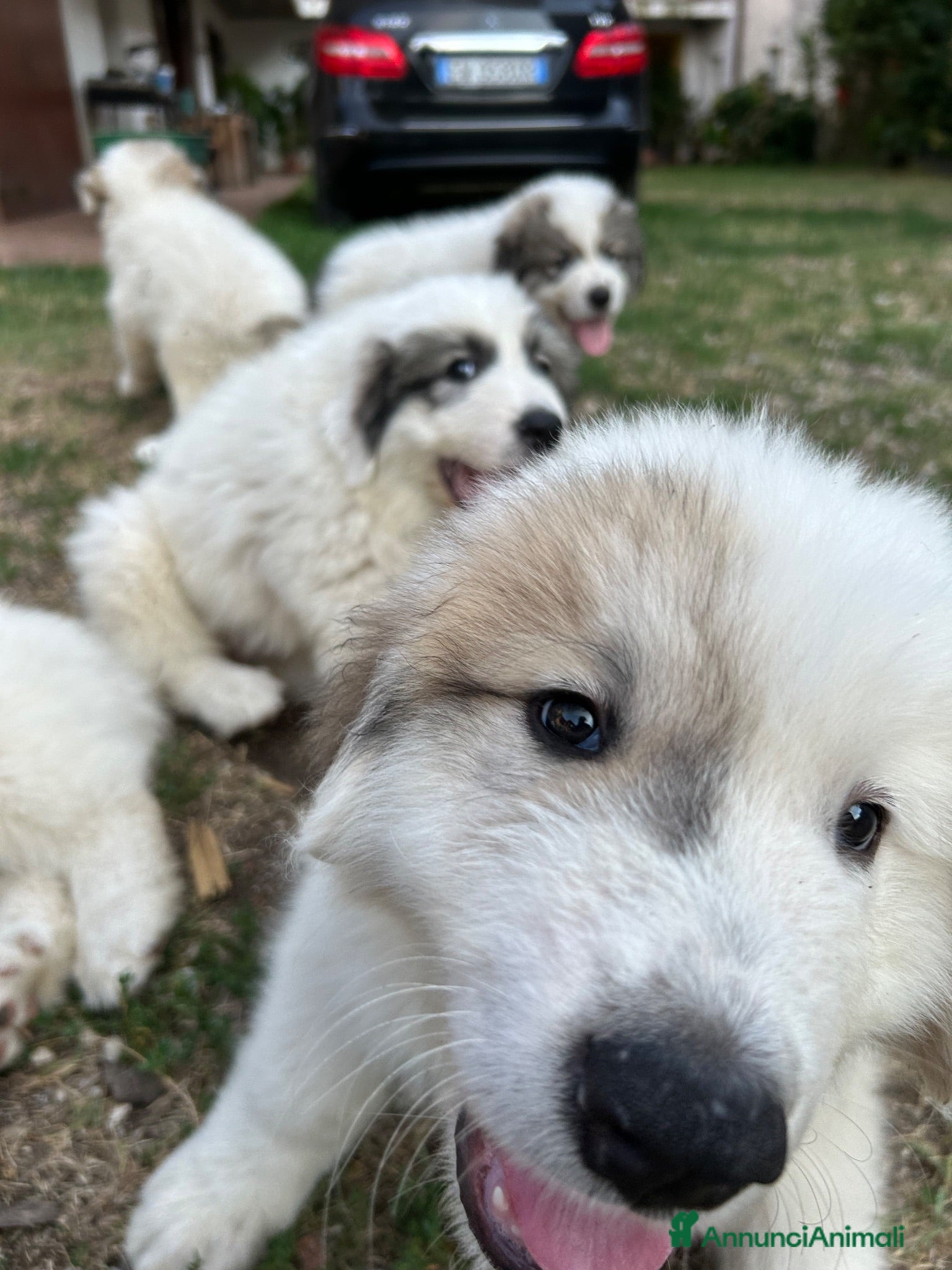 Cane da Montagna dei Pirenei cani Sette cuccioli di Cane da Montagna dei Pirenei - Annuncio 1