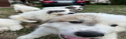 Cane da Montagna dei Pirenei cani in vendita: Sette cuccioli di Cane da Montagna dei Pirenei - Annuncio 1