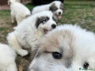 Cane da Montagna dei Pirenei cani Sette cuccioli di Cane da Montagna dei Pirenei - Annuncio 31